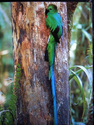 Quetzal, der Symbolvogel von Guatemala